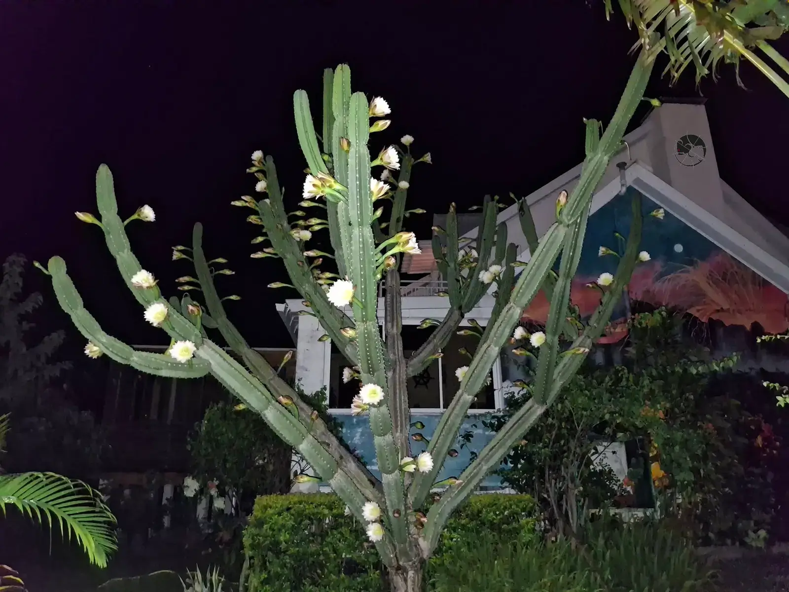 fresque_volcan_nuit_cactus.webp